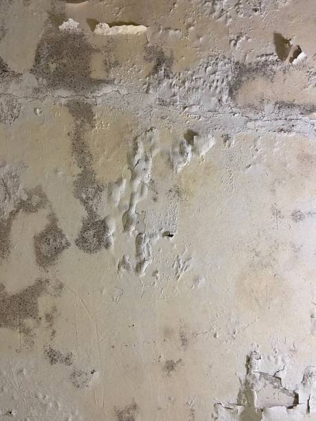 Best Black Mold Removal  in Lafayette, TN