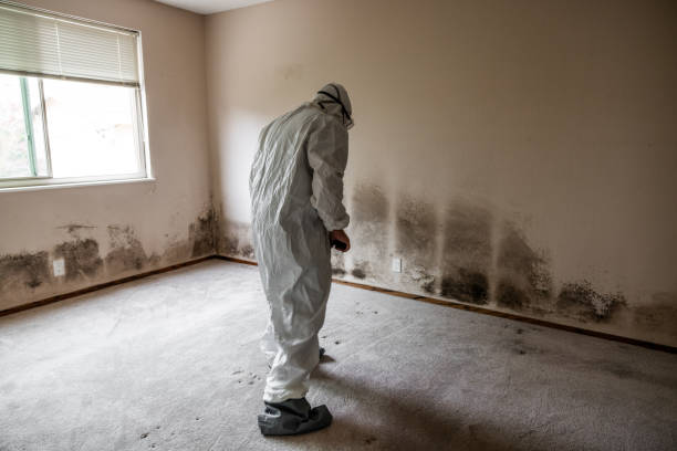 Certified Mold Removal in Lafayette, TN